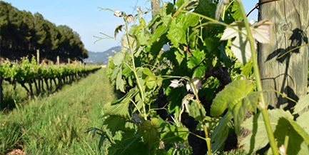 Pimecava s’adhereix al Centre d’Estudis del Paisatge Vitivinícola (CEPVI)