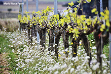 Aquest maig, viu La Primavera del Cava amb onze cellers del Penedès