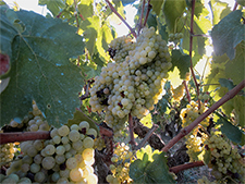 Unió de Pagesos preveu una davallada de producció de raïm del 29% a Catalunya i alerta d’un inici de collita amb preus baixos